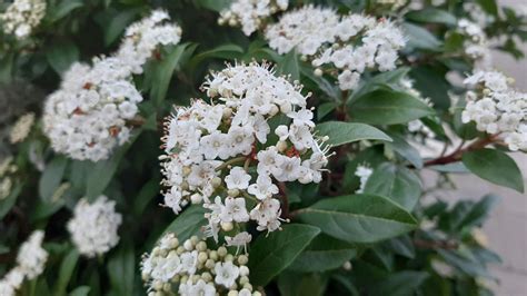 Viburnum Tinus Trees And Shrubs Online