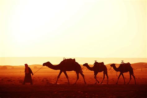 The Bedouin Tribes of the Middle East