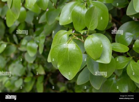 Griselinia Littoralis Hedge Hi Res Stock Photography And Images Alamy