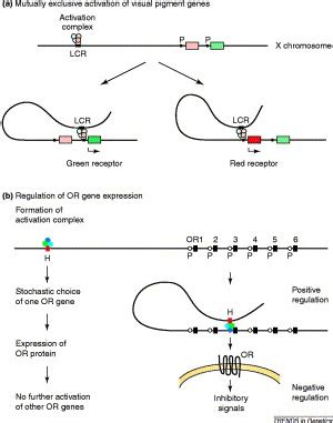 Locus Control Region