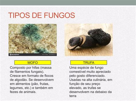 Reino Dos Fungos Ppt