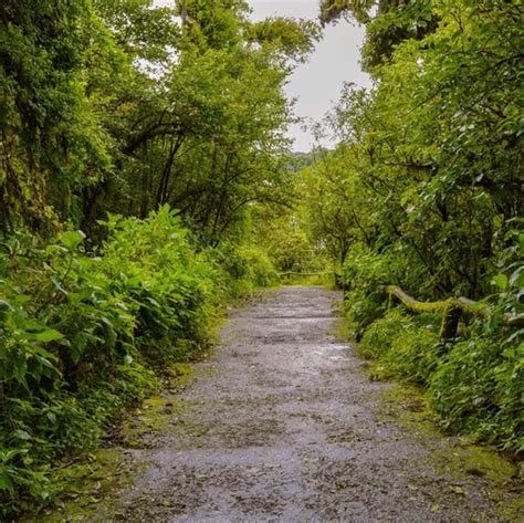 Hollong Tree: The Tallest Tree in Assam and Arunachal Pradesh – Grow Billion Trees