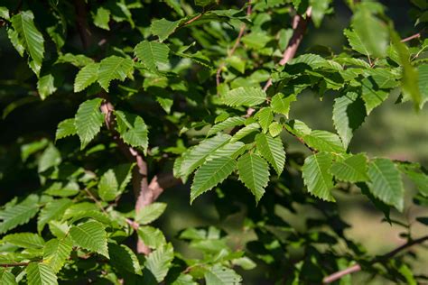 American Hornbeam Plant Care And Growing Guide