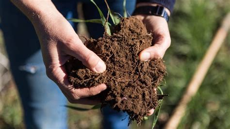 Qué es la agricultura regenerativa y cuáles son sus beneficios