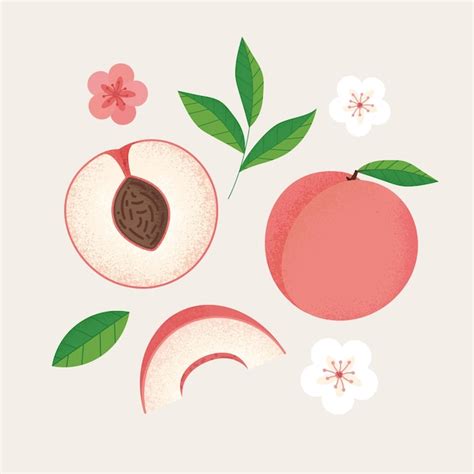 Premium Vector Vector Peach Slice Elements Set