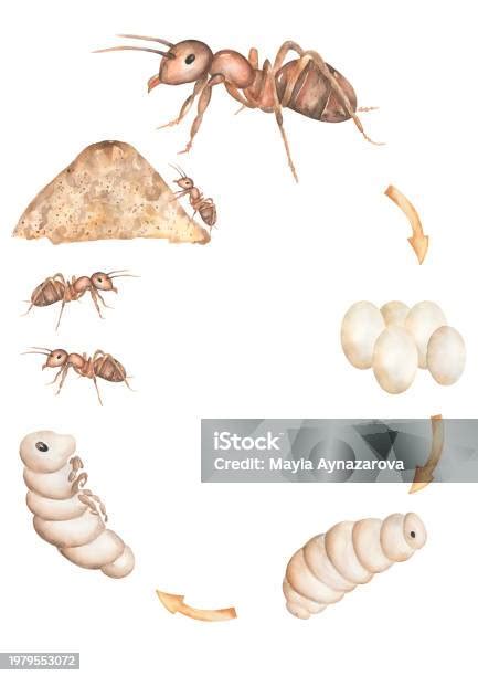 Ilustración De Póster Del Ciclo De Vida Del Insecto Hormiga De Acuarela Ilustración Educativa