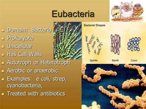 Eubacteria Examples