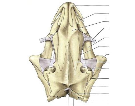 Mudpuppy Skull Dorsal View Diagram Quizlet