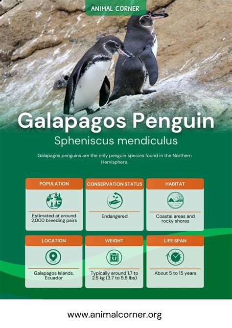 Galapagos Penguin - Facts, Diet & Habitat Information