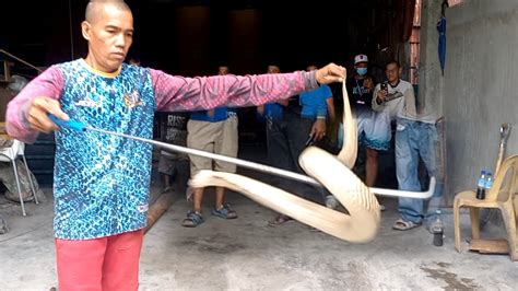 Tulugan Ni Kuya Pinasok Ng Cobra Sa Mabalacat Pampanga Jtg Kamandag