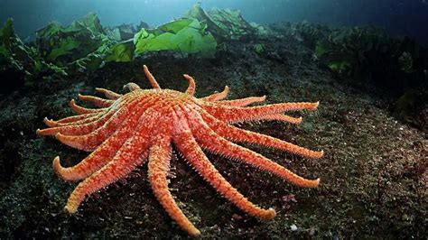 How Many Species Of Starfish Are There