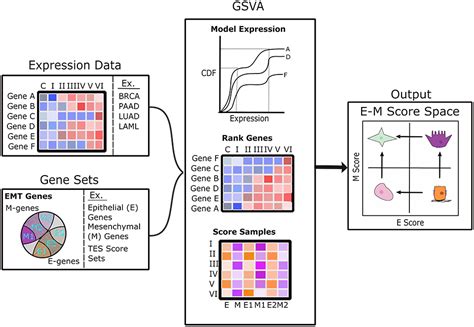 Frontiers Integrative Transcriptomic Analysis Reveals A Multiphasic