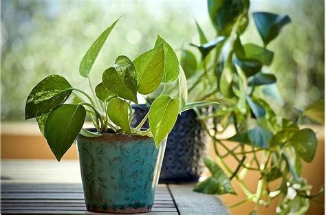 Vastu Shastra Tips For Placing A Money Plant At Home Nature Speakz