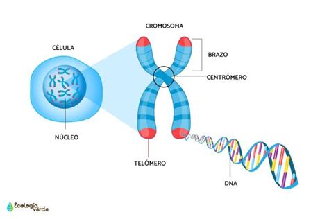 Veamos Que Es Cromosoma En Fisica Estudiar