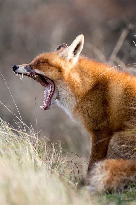 Red Fox Yawning Stock Image Image Of Grass Laying Nature 58311645