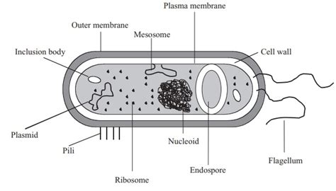 The Procaryotic Cell And Its Structure