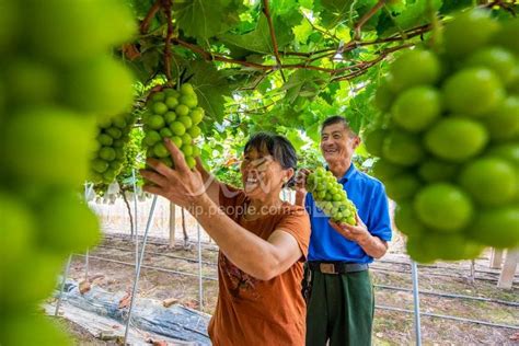 安徽芜湖：葡萄丰收 人民图片网