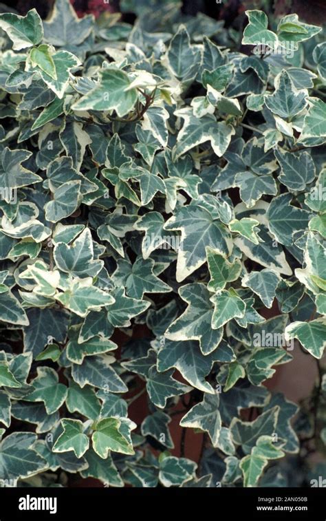 Hedera Variegata Banque De Photographies Et Dimages à Haute Résolution