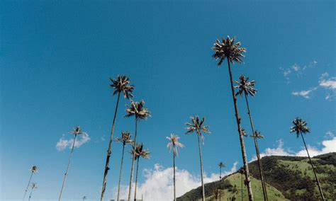 Cosa Vedere E Come Arrivare Alla Valle Del Cocora Eleutha