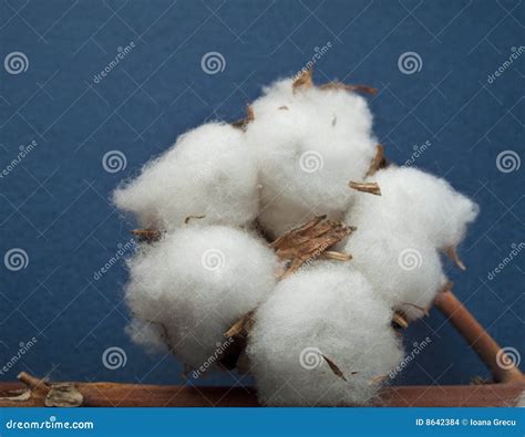 Cotton Ball Stock Photo Image Of White Plant Cotton 8642384