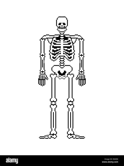 Skeleton Pixel Art Skull And Bones Anatomy 8 Bit Pixelate Pelvic Bone