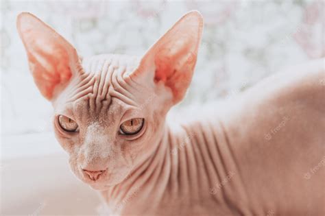 Premium Photo Beautiful Cat Breed Canadian Sphynx Naked Cat