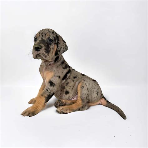 Akc Full Euro Merle Tanpoint Great Dane Puppies For Sale In Missouri