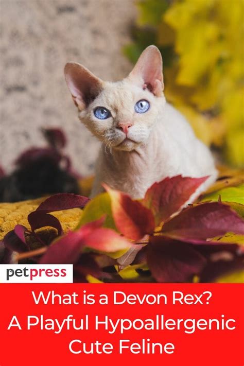 What is a Devon Rex Cat? A Playful Hypoallergenic Cute Feline