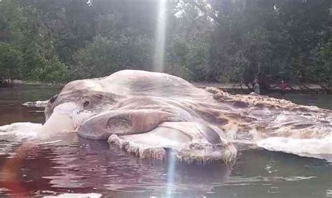 Criatura Gigante Encontrada Em Praia Da Indon Sia E Assusta Moradores