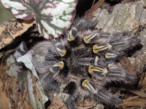 Grammostola pulchripes Female