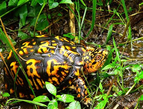 How To Take A Walk In The Woods Kentucky Native Plant Society