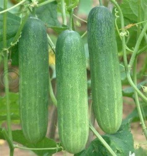 Cucumber Seeds - Etsy