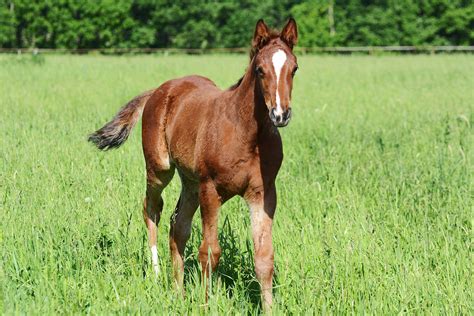 Foal Horse
