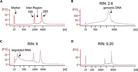 Representative Bioanalyzer Electrophoregrams Of Rna Samples A