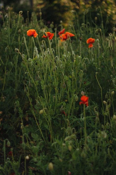 A Field of Poppy Flowers · Free Stock Photo