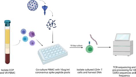 Sars Cov Vaccination Diversifies The Cd Spike Reactive T Cell