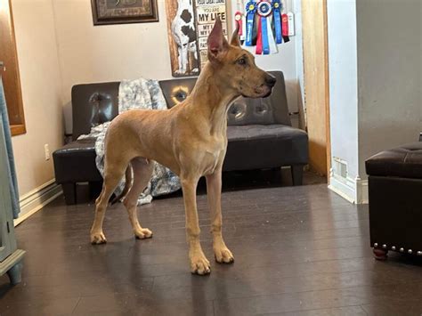 Akc Brindle Merle Male Great Dane Great Dane Puppies For Sale In