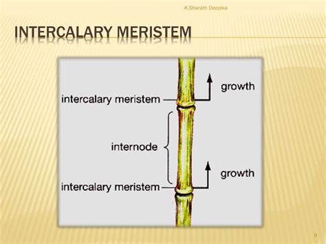 Ppt Plant Tissues Powerpoint Presentation Free Download Id5416399