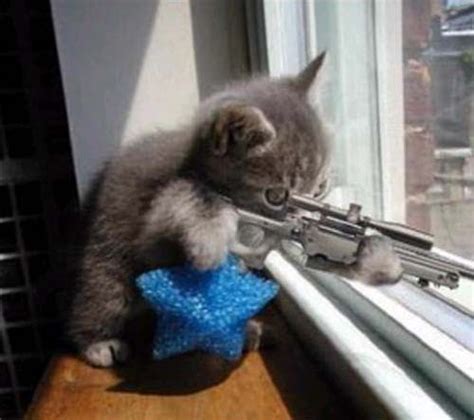 New Guns Gallery: sniper cat