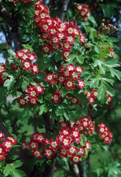 Hawthorne, Crimson Cloud - TheTreeFarm.com