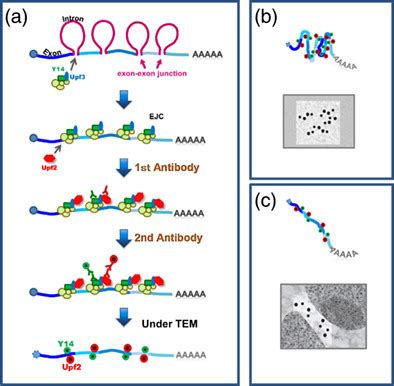 Immunodetection Of Mrnabinding Protein Complex In Human Cells Under