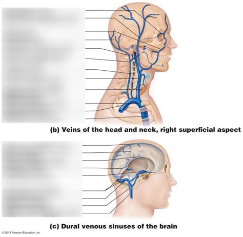 Venous Drainage Of Head Neck And Brain Pt Diagram Quizlet