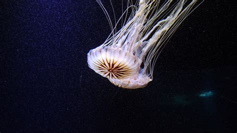 100 Free Medusa And Jellyfish Photos Pixabay