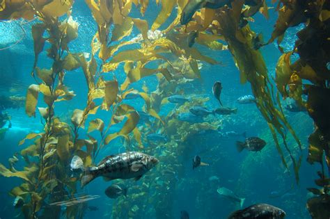 Monterey Bay Aquarium Fish Swim In The Kelp Forest Inside Flickr