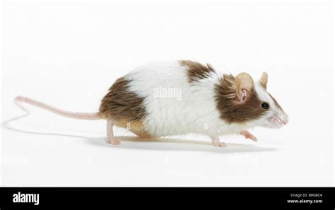 Fancy Mouse Cut Out Stock Photo Alamy