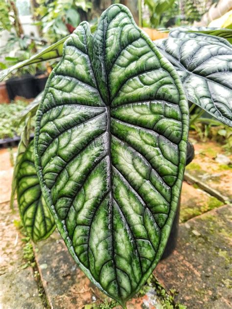 Shop Alocasia Dragon Scale Pot Preferential Prices From Thailand