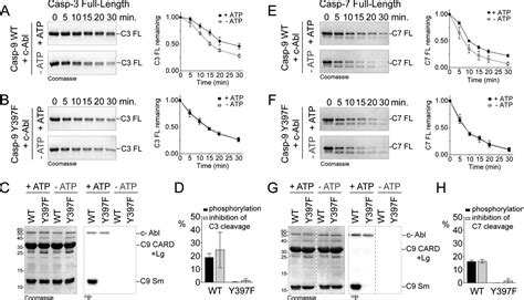 Active Siteadjacent Phosphorylation At Tyr By C Abl Kinase