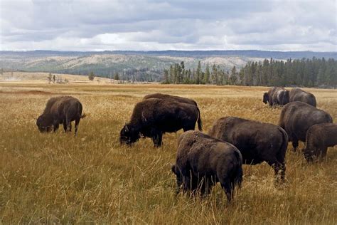 Yellowstone National Park Wildlife Geothermal Wilderness Britannica