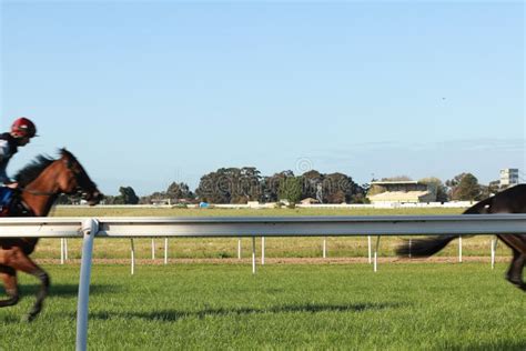 Thoroughbred Racehorses Training on a Horse Track in Preperation for an ...