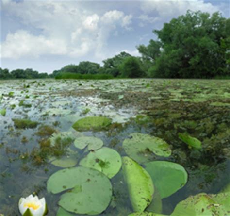 Pond algae control